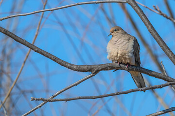 Closeup of a mourning dove perched on a branch.