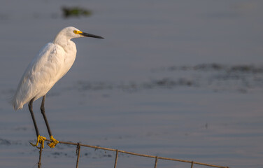 Snowy egret perches on a railing in a lake.