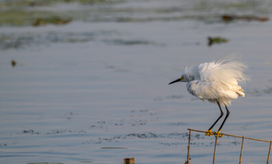 Snowy egret ruffles its feathers as it perches on a railing in a lake.