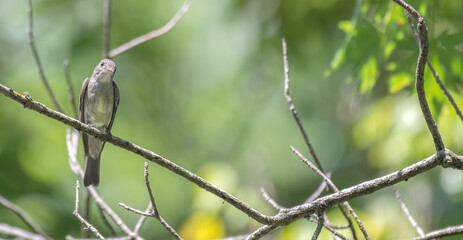 Eastern wood pewee perched in a tree.