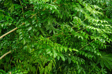 日の当たる森林の緑の葉　新緑の木の葉　熱帯の自然夏の風景