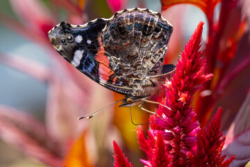 Red Admiral Butterfly (Vanessa atalanta) on Red Flower in Garden