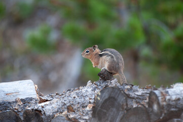 Watchful chipmunk perched on a forest log