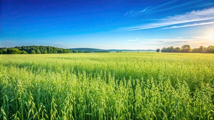 Green oat field against blue sky on early summer, oat field, green, blue sky, cultivation, Avena sativa, agriculture, nature, summer