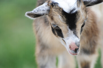 Close-up of a young goat with blurred background