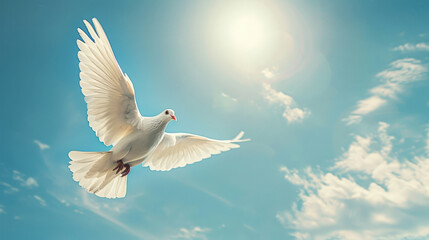 Obraz premium White dove flying in blue sky with sunlight