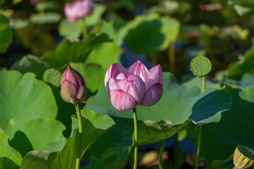 光を浴びて輝くちょうど見頃のピンクのハスの花