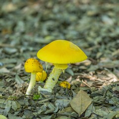 ひっそりと育つ黄色いキノコ