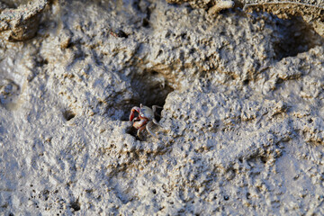 Close-up view of Fiddler crab in wetlands mud