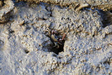 Close-up view of Fiddler crab in wetlands mud