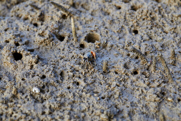 Close-up view of Fiddler crab in wetlands mud