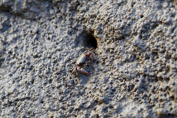 Close-up view of Fiddler crab in wetlands mud