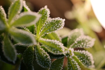 frost on plant