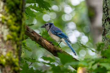 Blue Jay Snacking