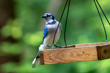 Blue at the feeder