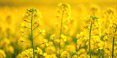 Obraz premium Exquisite macro shot of blooming rapeseed flowers, rapeseed, blossom, beauty, yellow, macro, close-up, nature, vibrant