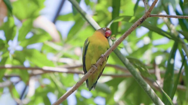 Sleepy black-cheeked lovebird (Agapornis nigrigenis) bird perched on tropical twig, scratch neck against branch - low angle slow motion