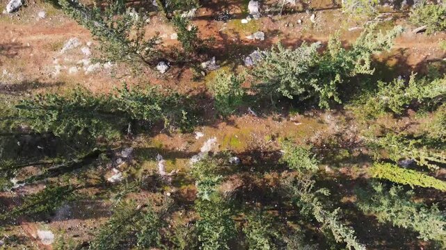 Aerial Shot Of Trees Growing In Ben Shemen Forest, Drone Flying On Sunny Day