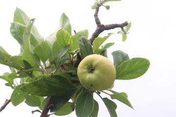 green apple on tree in farm are cash corps