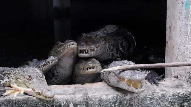 Juvenile Salt Water Crocodiles at crocodile farm in Mexico are fed
