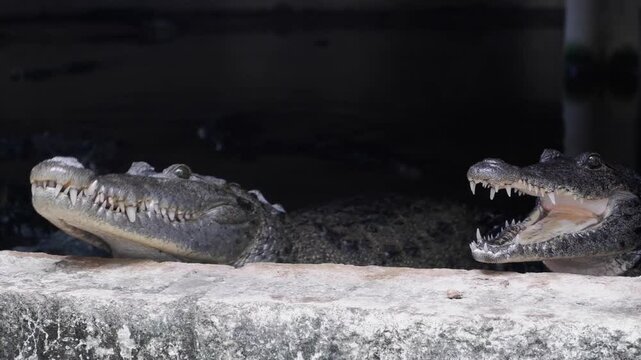 Young crocodile is fed chicken feet at crocodile farm in Mexico