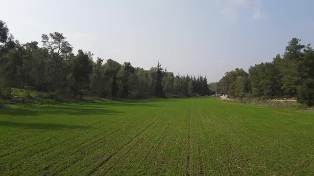 Aerial: Green Grass On Filed Amidst Trees Against Sky, Drone Flying On Sunny Day - Ben Shemen