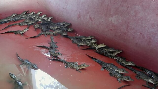 Baby salt water crocodiles in enclosure at crocodile farm in Mexico