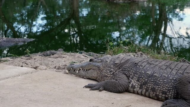 Salt Water Crocodile in Mexico snaps, eats chicken foot from a stick