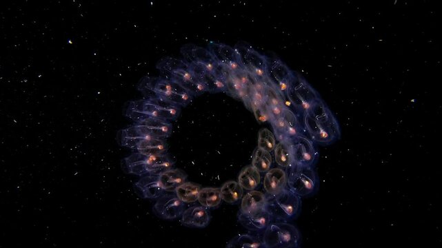 Large Salp chain (salpida) with small male paper Nautilus (Argonauta sp.) in blackwater, Anilao, Philippines  2 of 3  60fps