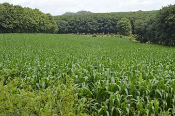 Fototapeta premium landscape of corn field in the countryside