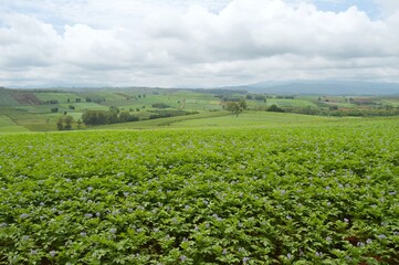 landscape of potato field in the countryside
