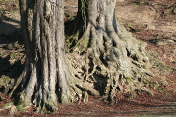 roots and tree trunk in the forest