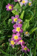 flowers in the garden