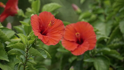Close-up of red hibiscus blooming on a tree