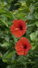 Close-up of red hibiscus blooming on a tree © Nguyen Thi Nhu Quynh