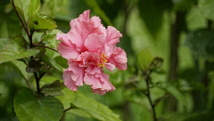 Obraz premium Close-up of pink hibiscus blooming on a tree