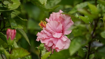 Close-up of pink hibiscus blooming on a tree