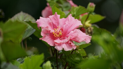 Fototapeta premium Close-up of pink hibiscus blooming on a tree