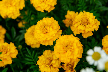 Yellow marigolds (tagetes) in the summer garden