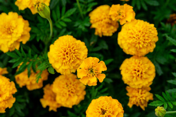 Yellow marigolds (tagetes) in the summer garden