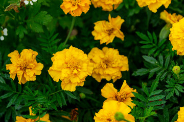 Yellow marigolds (tagetes) in the summer garden