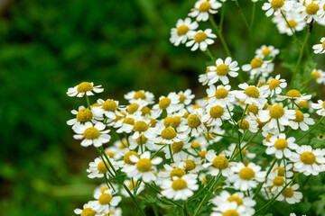 Blooming pyrethrum in the summer garden
