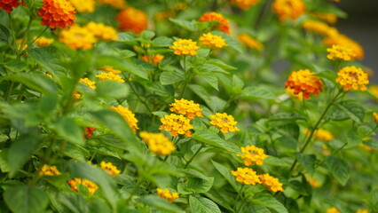 Close-up of colorful Lantana camara flowers blooming