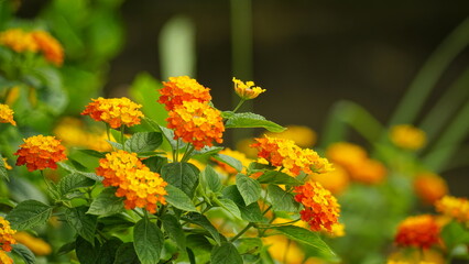 Close-up of colorful Lantana camara flowers blooming