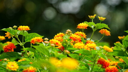 Close-up of colorful Lantana camara flowers blooming