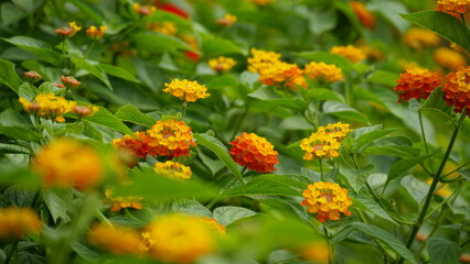 Close-up of colorful Lantana camara flowers blooming