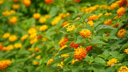 Close-up of colorful Lantana camara flowers blooming