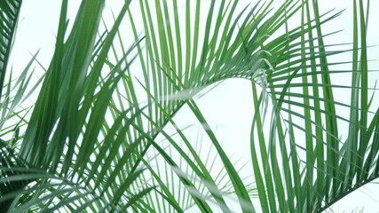 放射線状に伸びた葉脈の模様と鈍い光の当たったヤシ科の植物の葉　南国・熱帯のテクスチャー背景壁紙素材