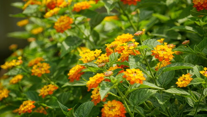 Close-up of colorful Lantana camara flowers blooming