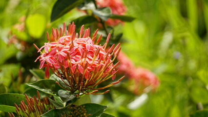 Fototapeta premium Close-up of Ixora coccinea flower